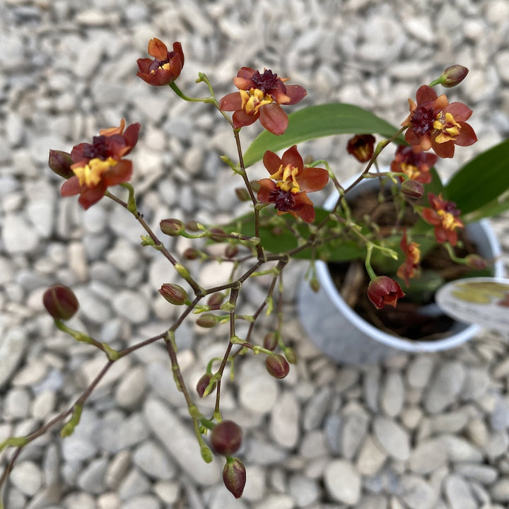 Comanda online  Oncidium Twinkle Cinnamonla cel mai bun pret, cu livrare!