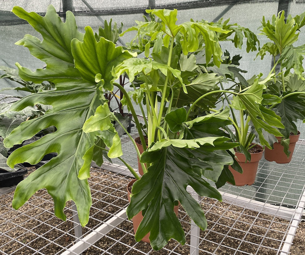 philodendron bipinnatifidum cum laude flowering Philodendron bipinnatifidum 'Cum Laude' – Secret Garden Plant Shop