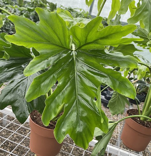 Philodendron bipinnatifidum 'Cum Laude' – Secret Garden Plant Shop