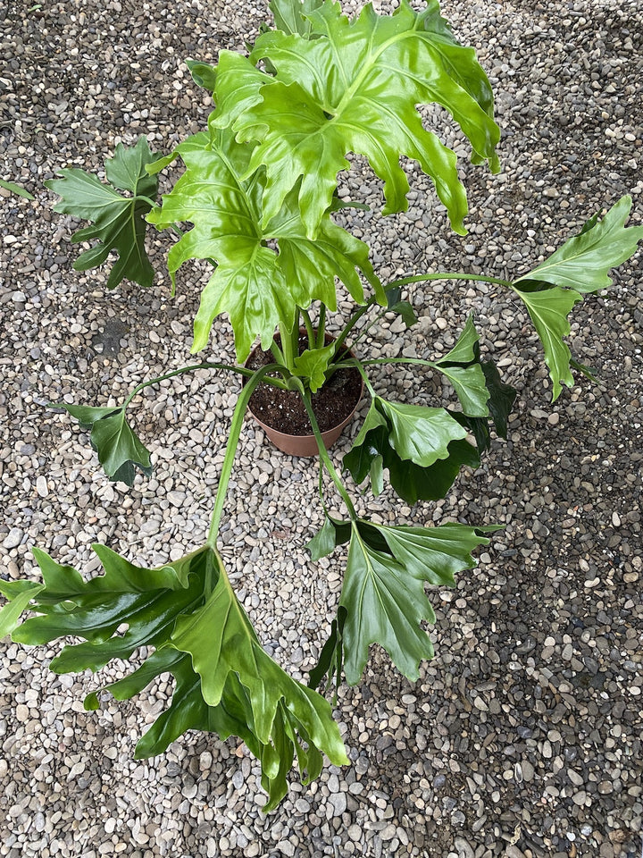 Philodendron bipinnatifidum 'Cum Laude'