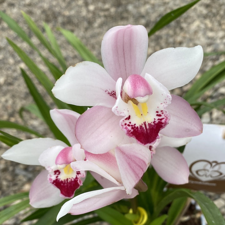 Comanda Orhidee Cymbidium alb la cel mai bun pret online!