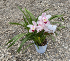 Comanda Orhidee Cymbidium alb la cel mai bun pret online!