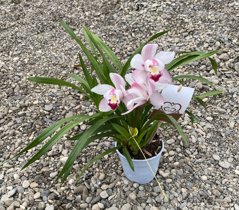 Comanda Orhidee Cymbidium alb la cel mai bun pret online!