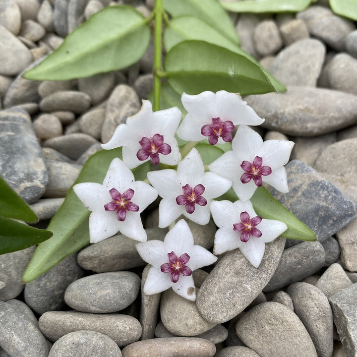 Hoya bella