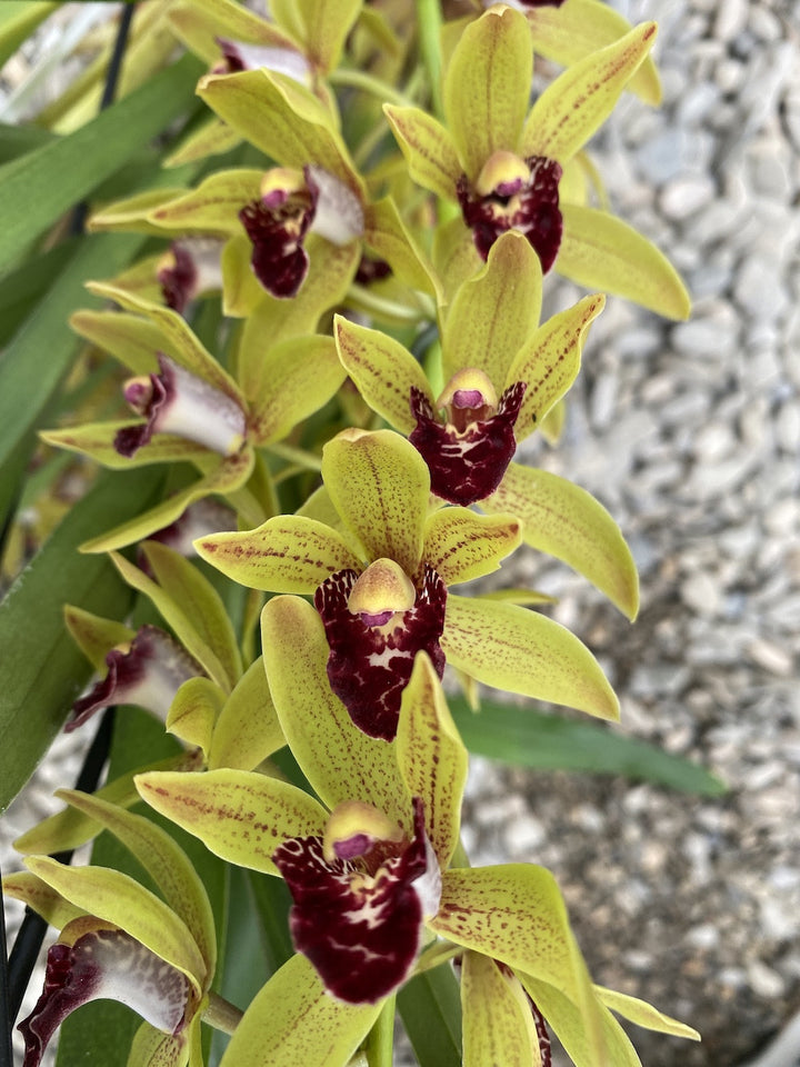 Cymbidium Auburn curgator - varietati spectaculoase!