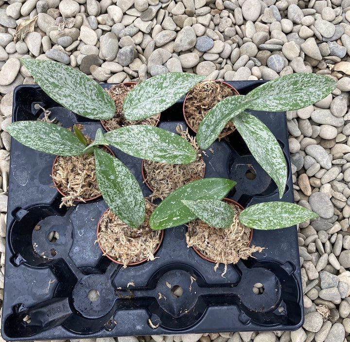 Hoya pubicalyx 'Reva' (super splash)