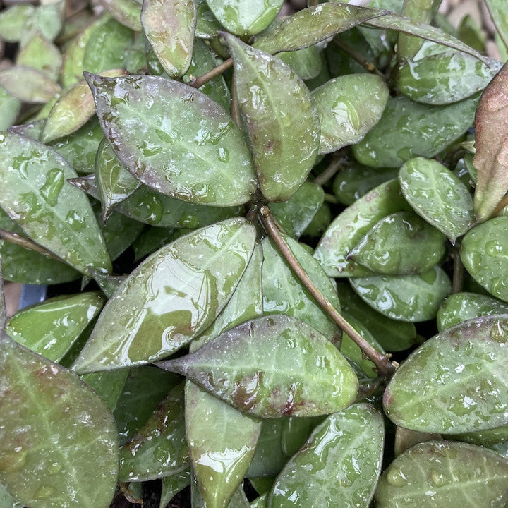 Hoya Lacunosa, floarea de ceara, de vanzare la cel mai bun pret!