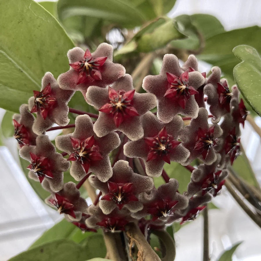 Hoya pubicalyx 'Royal Hawaiian Purple'
