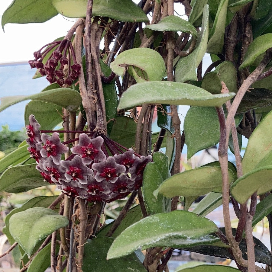 Stadiu_fara flori (ghiveci 6cm)