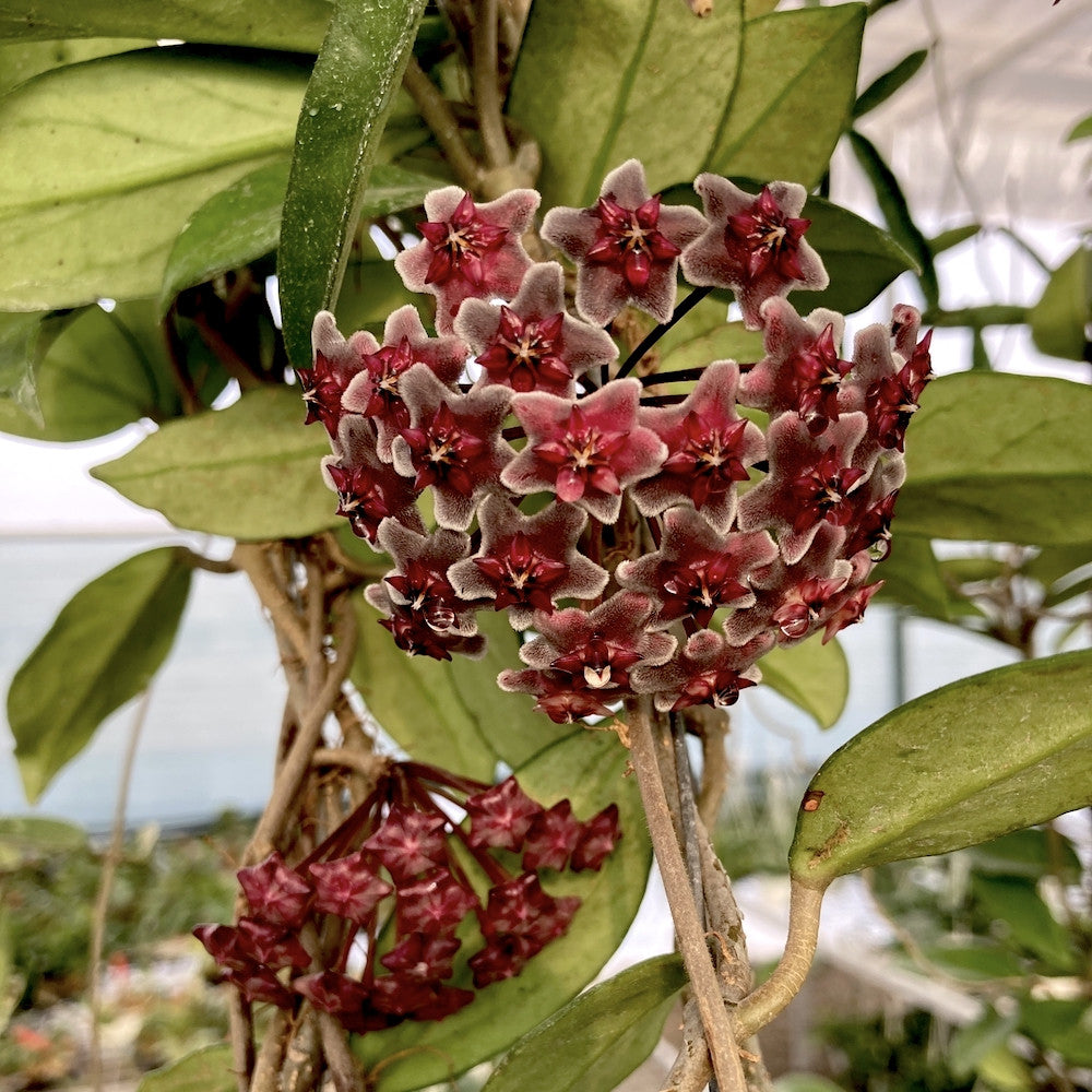 Stadiu_fara flori (ghiveci 6cm)