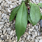 Stadiu_fara flori (ghiveci 6cm)