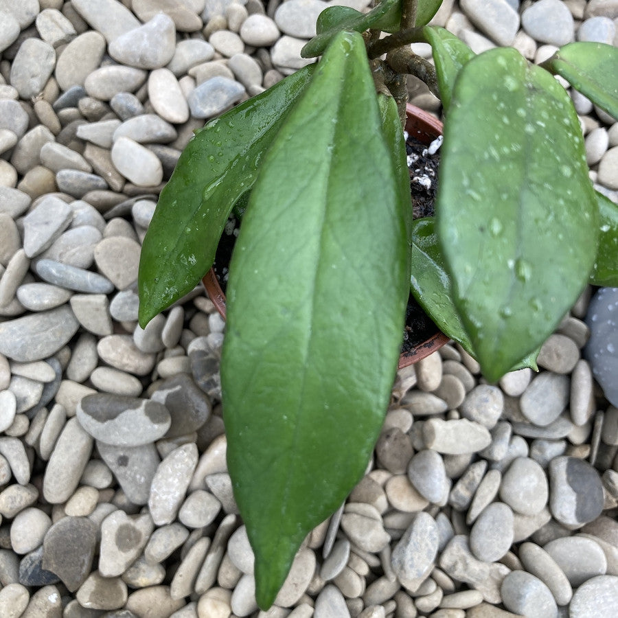 Stadiu_fara flori (ghiveci 6cm)