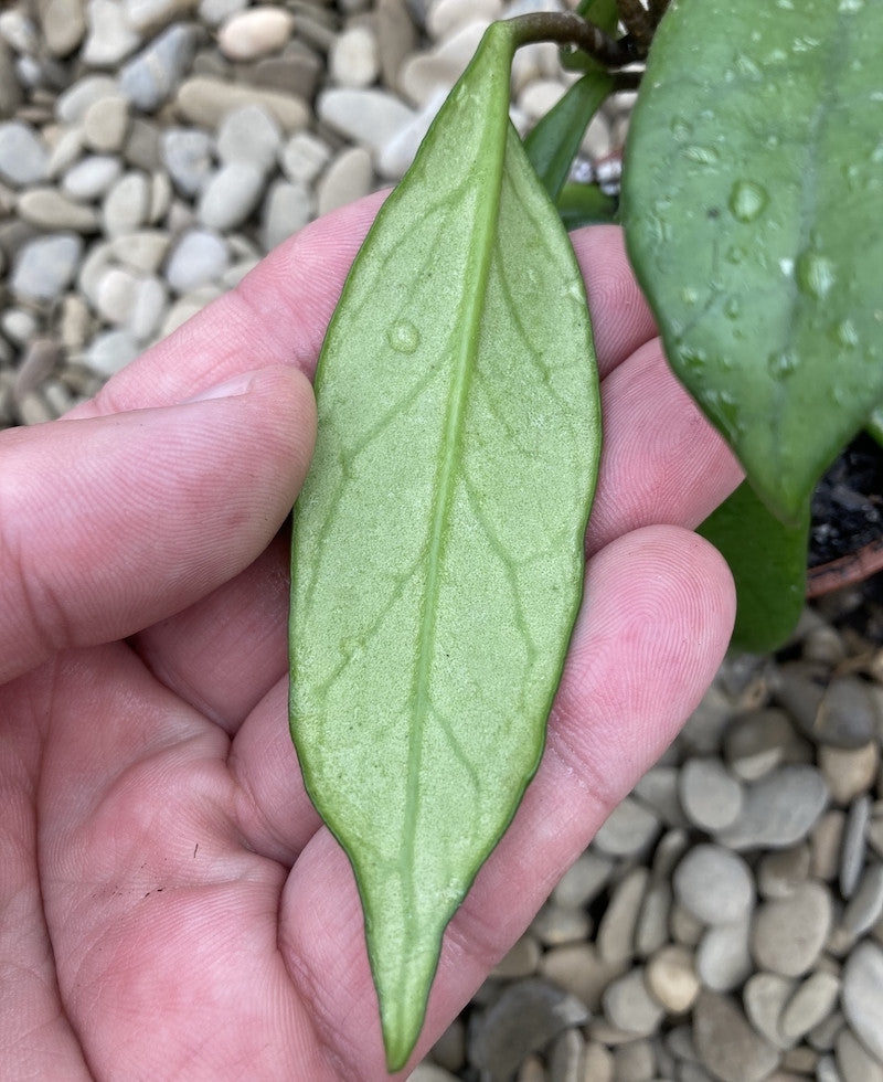 Stadiu_fara flori (ghiveci 6cm)