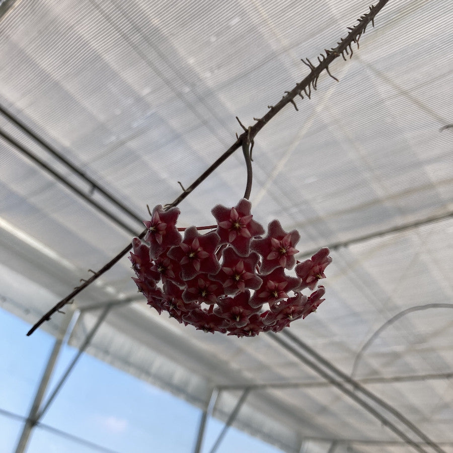 Hoya Pubicalyx, floarea de ceara - pret imbatabil online, cu livrare
