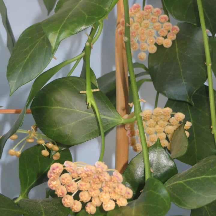 Hoya obscura