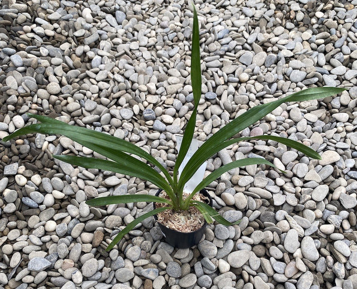 Orhidee Cymbidium Green Valley Emerald Tree Lip