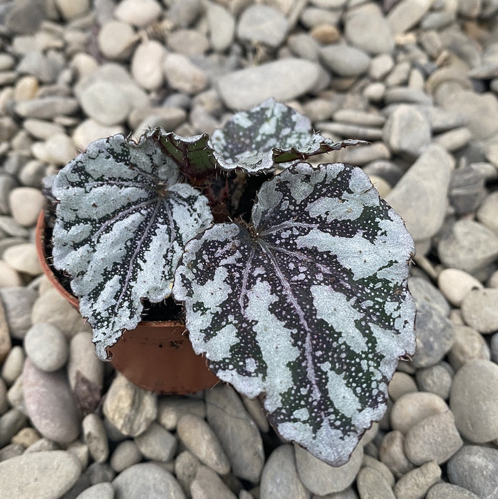 Begonia Rex Dew Drop