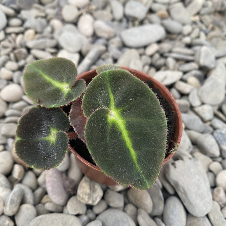 Begonia Rex Listada mini