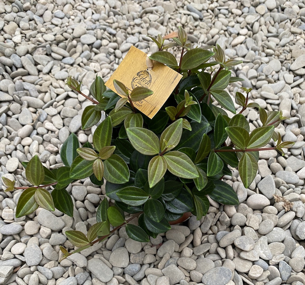Peperomia angulata ‘Rocca Scuro’