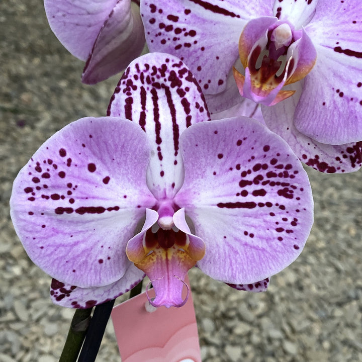 Phalaenopsis Kasshi