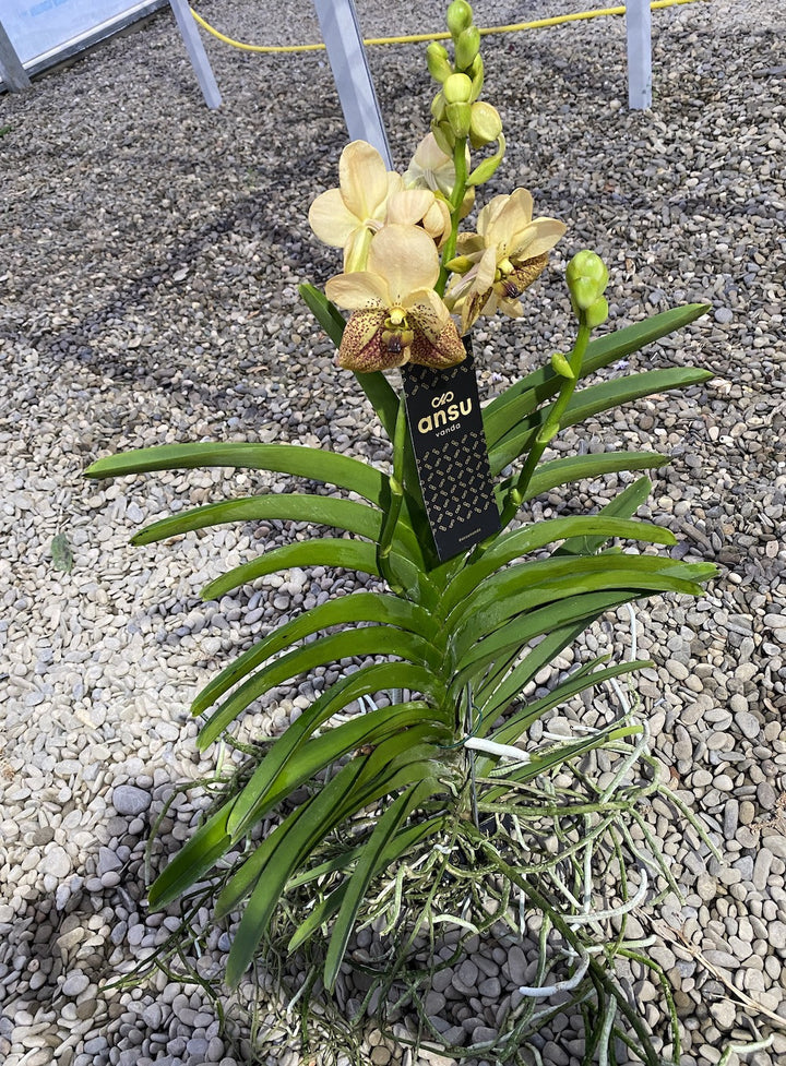 Vanda Two Tone Yellow