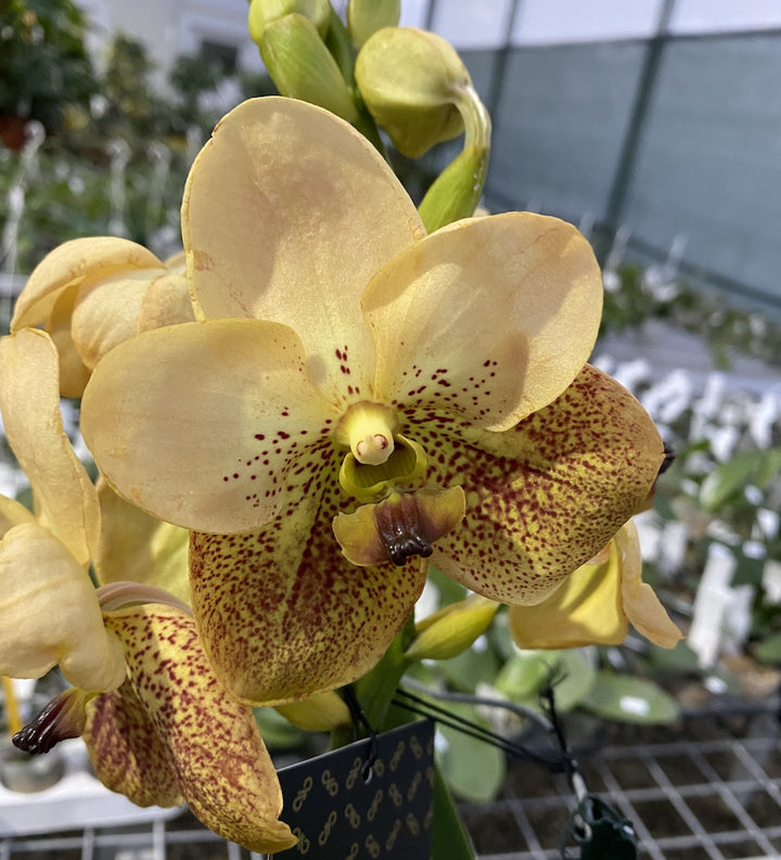 Vanda Two Tone Yellow