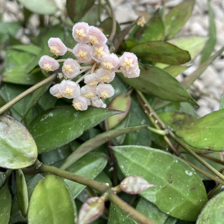 Hoya Lacunosa, floarea de ceara, de vanzare la cel mai bun pret!