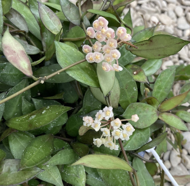 Hoya Lacunosa, floarea de ceara, de vanzare la cel mai bun pret!