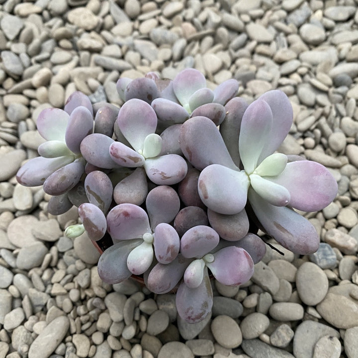 Pachyphytum oviferum