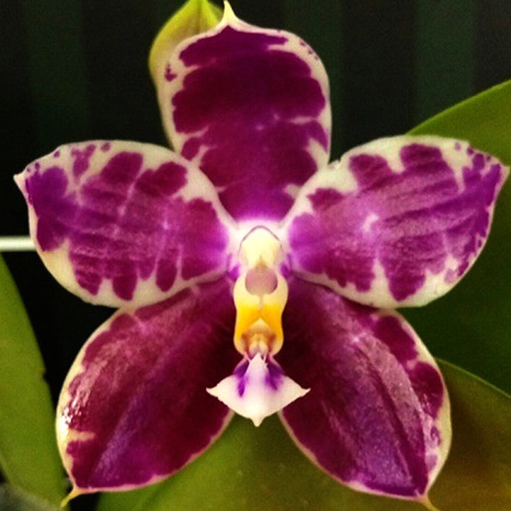 Phalaenopsis Lyndon Mix Zebra '873'