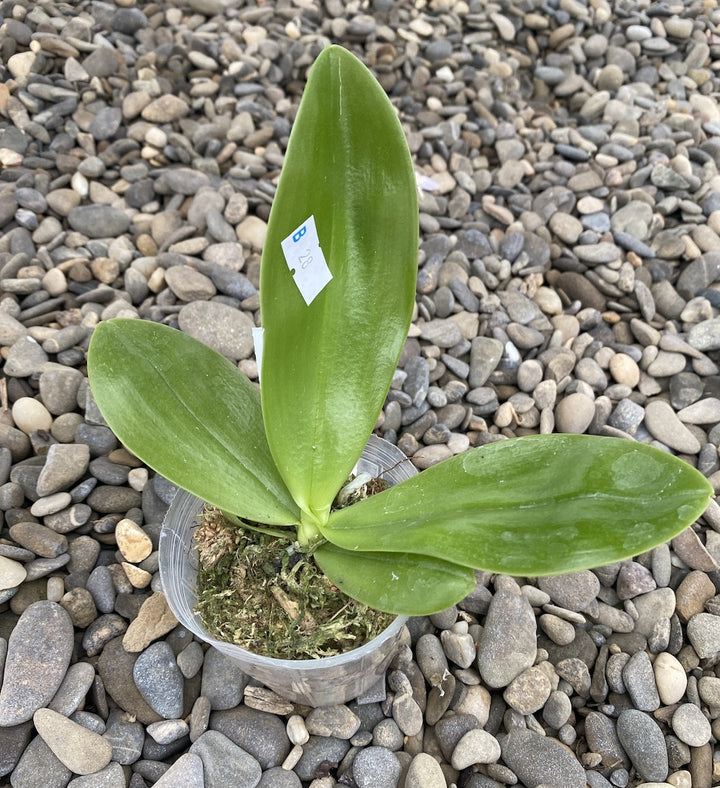 Phalaenopsis Lyndon Mix Zebra '873'