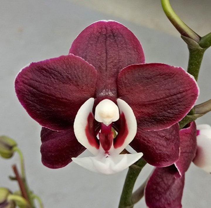 Phalaenopsis Kaoda Twinkle Chocolate Drop (Black Widow) parfumata!