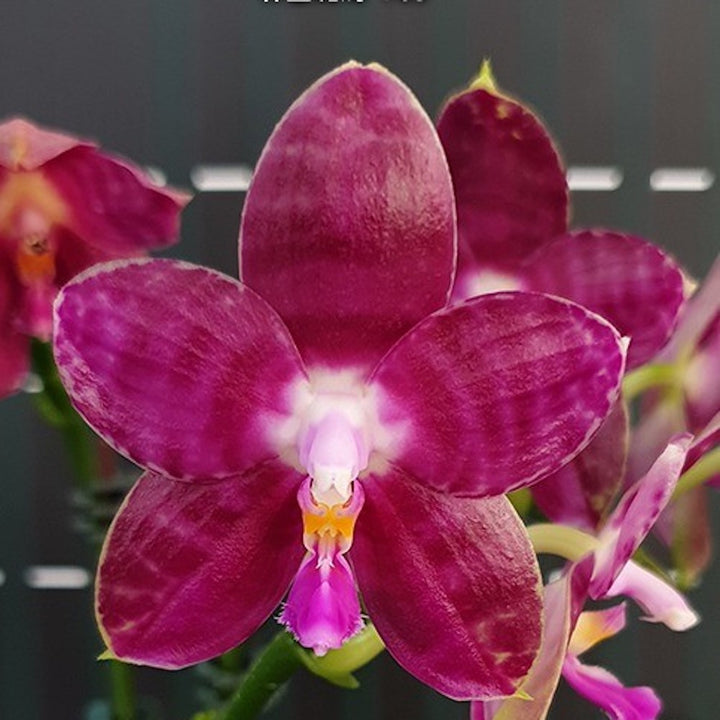 Phalaenopsis Lyndon Mix Zebra '709' - flori parfumate