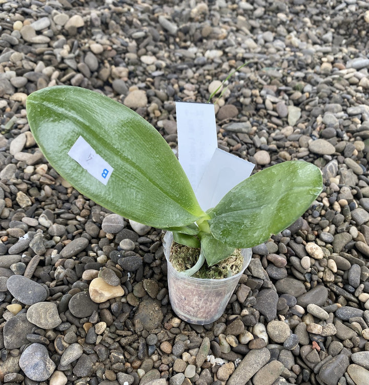 Phalaenopsis Lyndon Mix Zebra '709' - flori parfumate