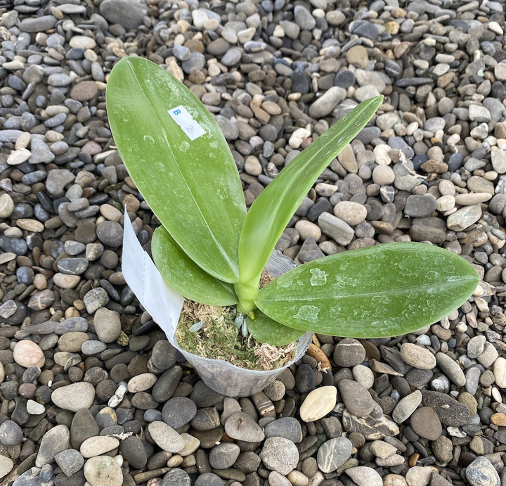 Phalaenopsis amabilis × bellina