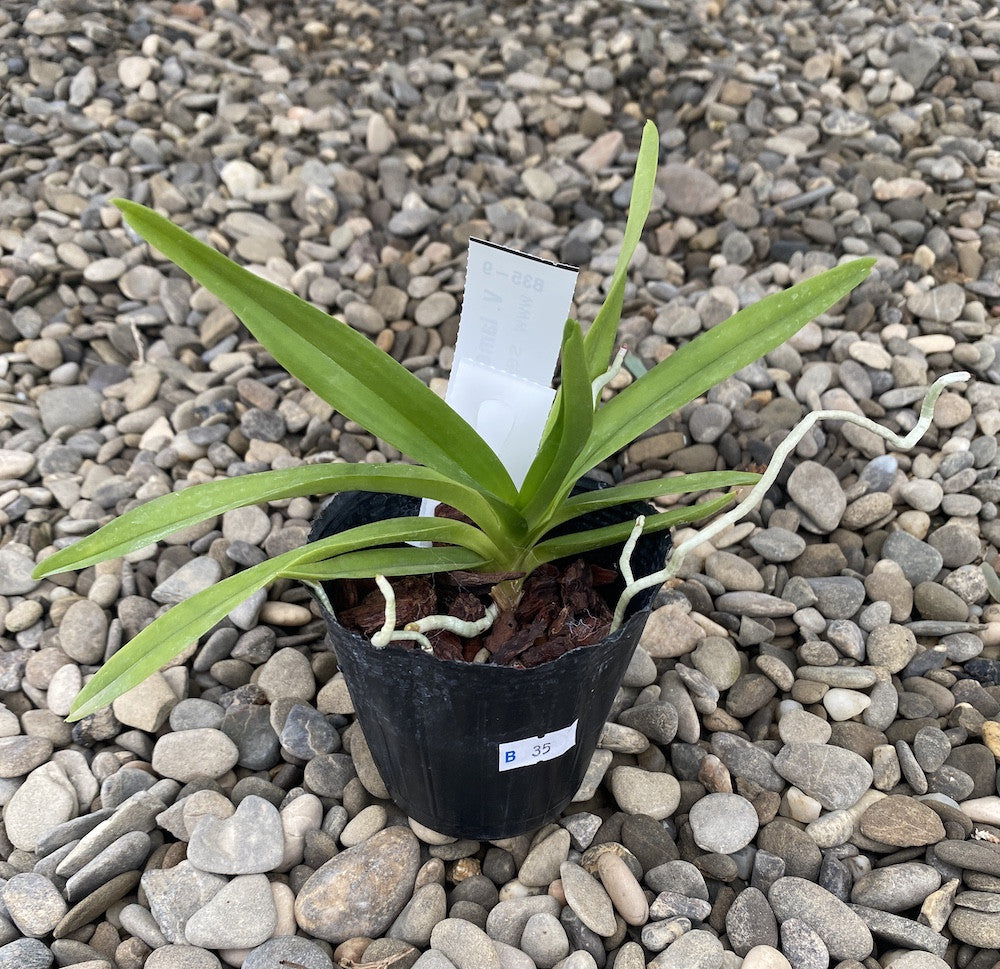 Vanda Lamellata parfumata