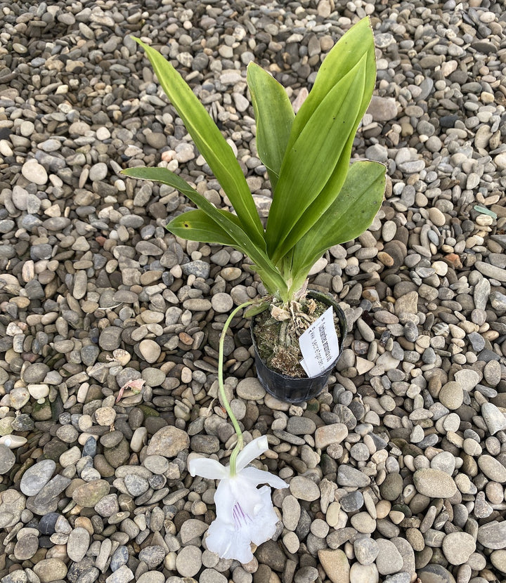 Warczewiczella (ex. Cochleanthes) amazonica × sib