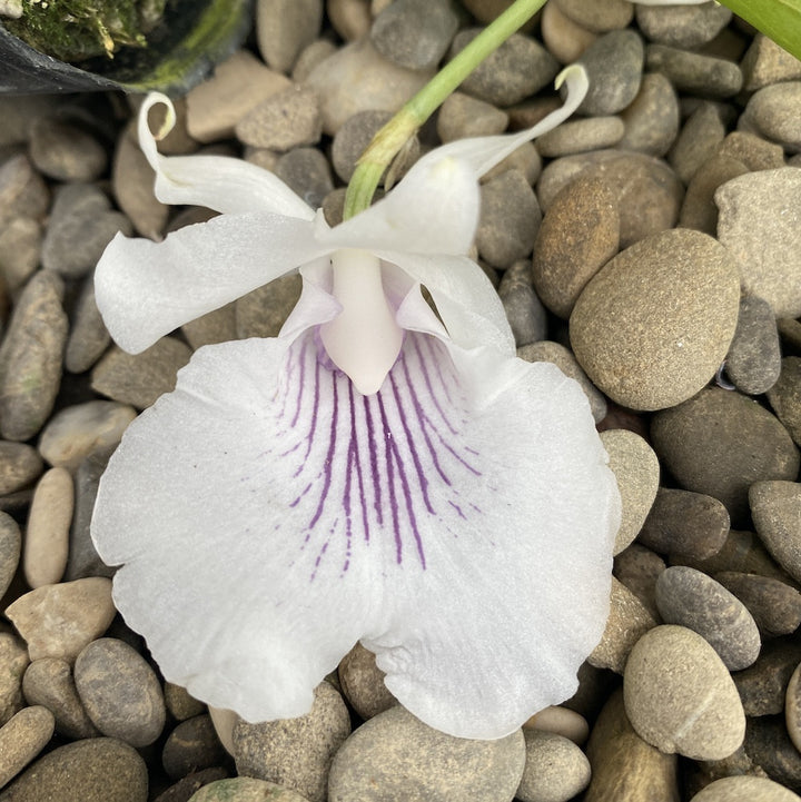 Warczewiczella (ex. Cochleanthes) amazonica × sib