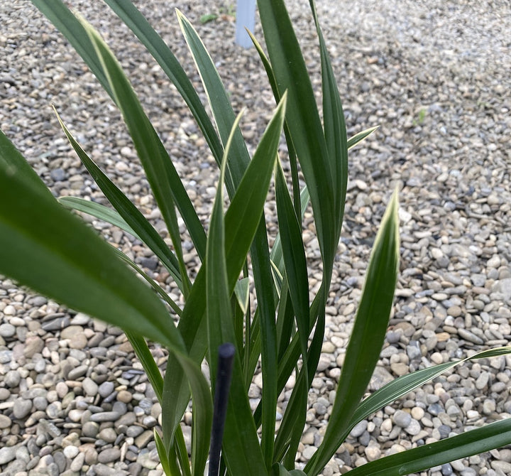 Orhidee Cymbidium Golden Elf (variegat)