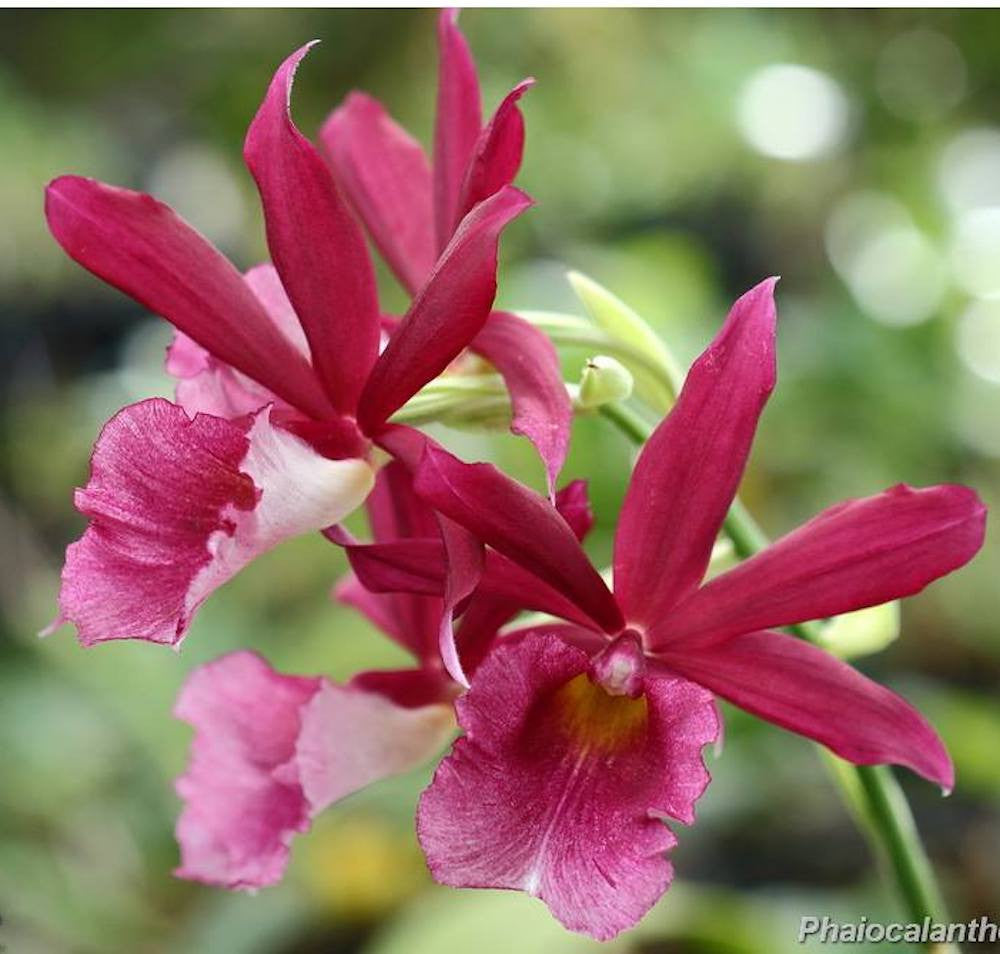 Phcal. Kryptonite (Calanthe Rozel × Phaius tankervilliae)