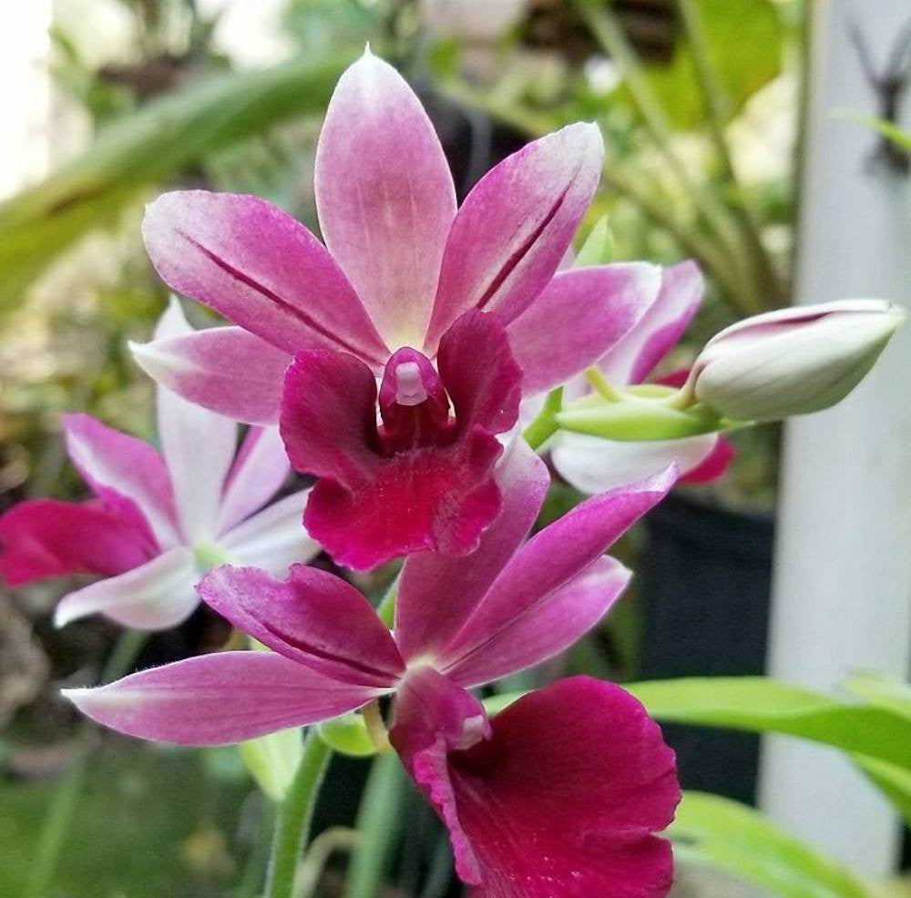 Phcal. Kryptonite (Calanthe Rozel × Phaius tankervilliae)