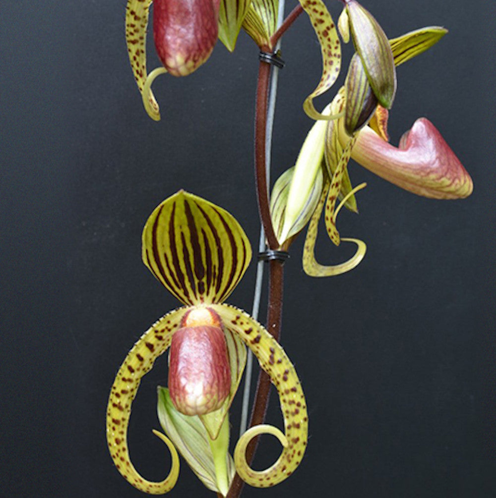 Paphiopedilum Hung Sheng Eagle (Paph. gigantifolium × rothschildianum)
