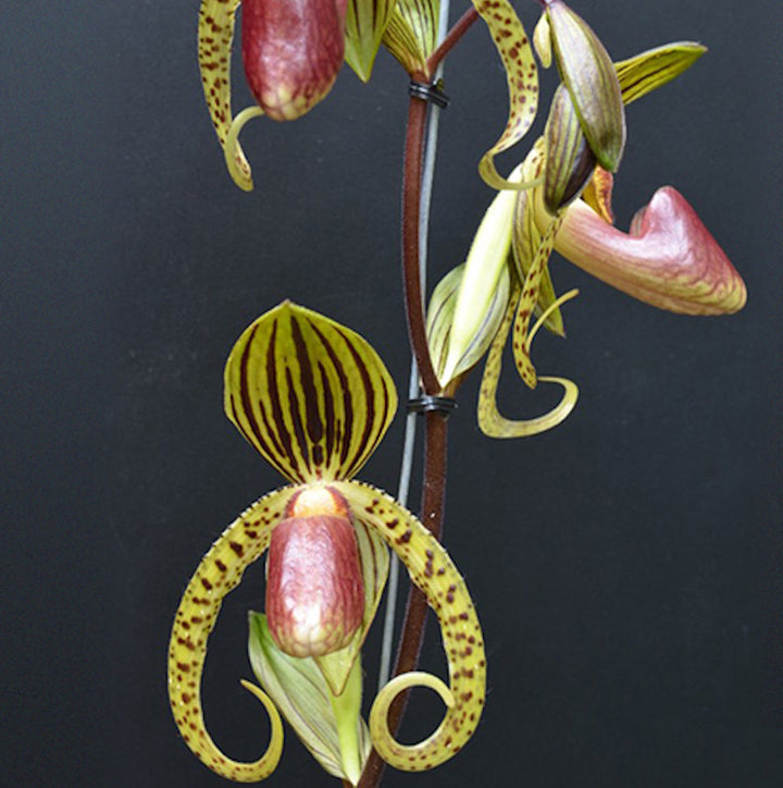 Paphiopedilum Hung Sheng Eagle (Paph. gigantifolium × rothschildianum)