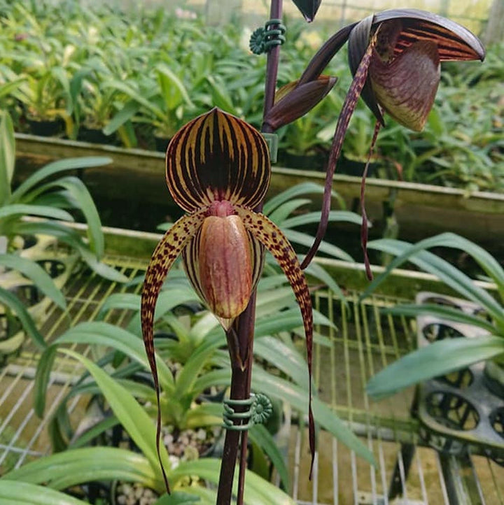 Paphiopedilum Hung Sheng Eagle (Paph. gigantifolium × rothschildianum)