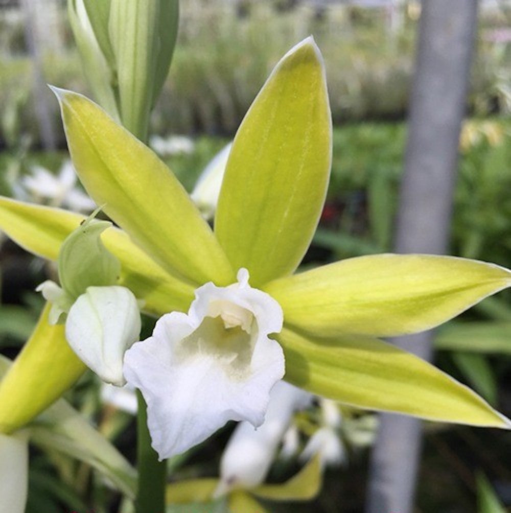 Phaius (Gastrorchis) tankervilleae var. album