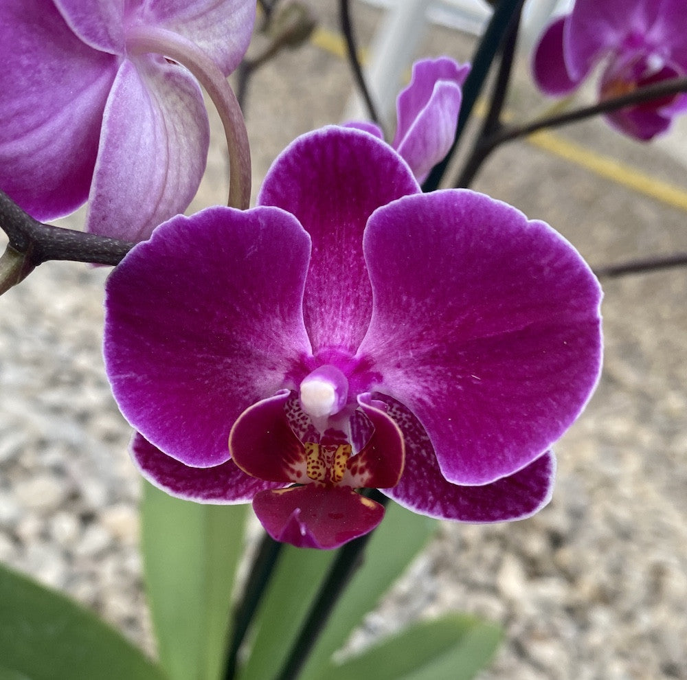 Comanda Orhidee Phalaenopsis Multiflora Morelia - hibrizi rezistenti si productivi