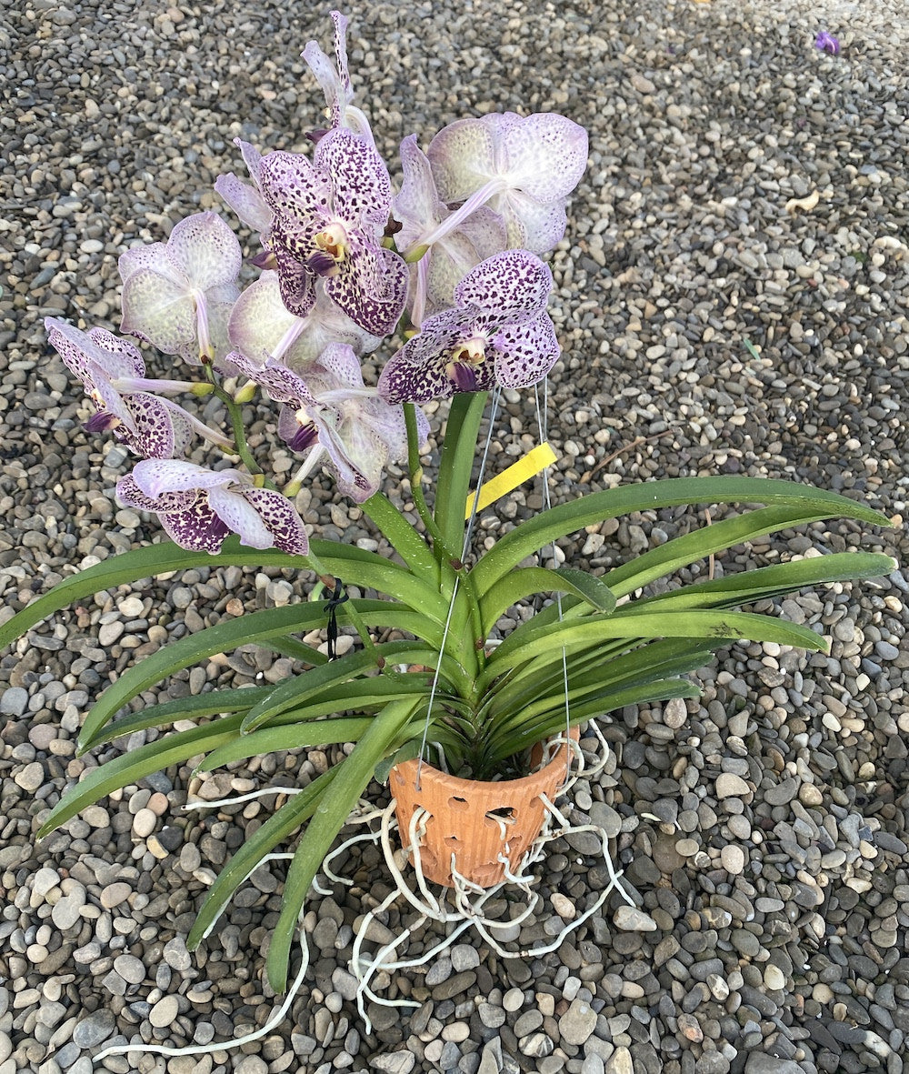 Orhidee Vanda Purple Spot