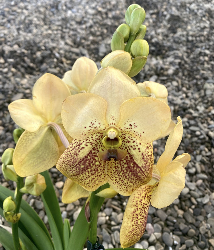 Vanda Two Tone Yellow