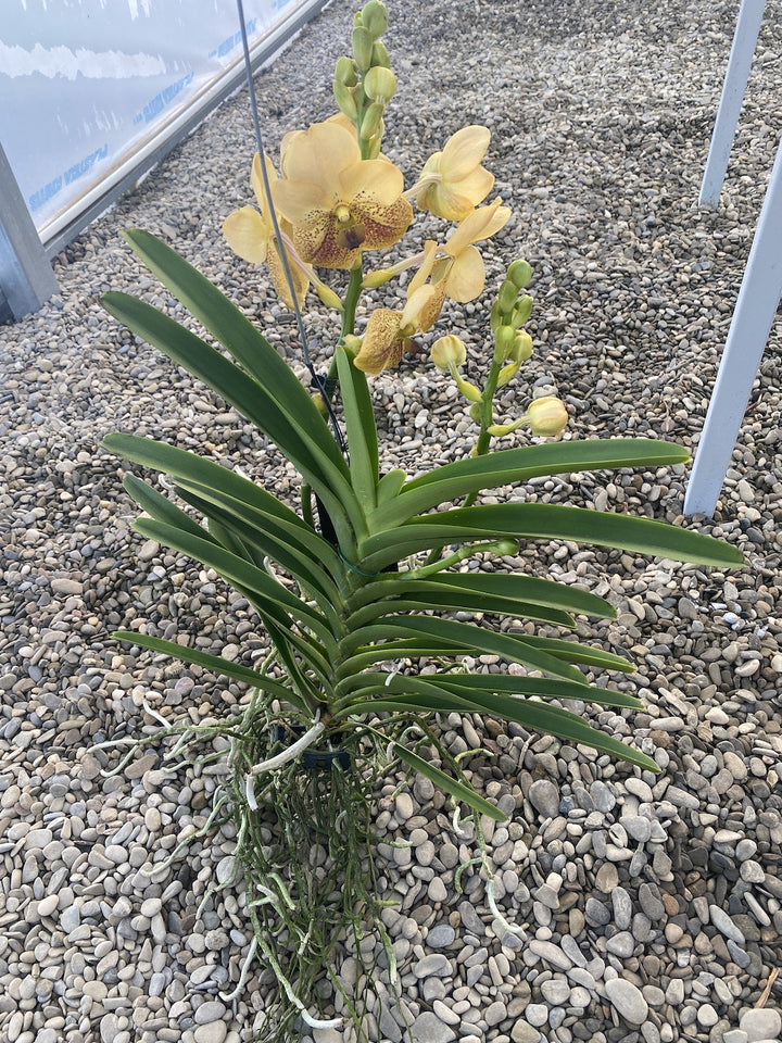 Vanda Two Tone Yellow