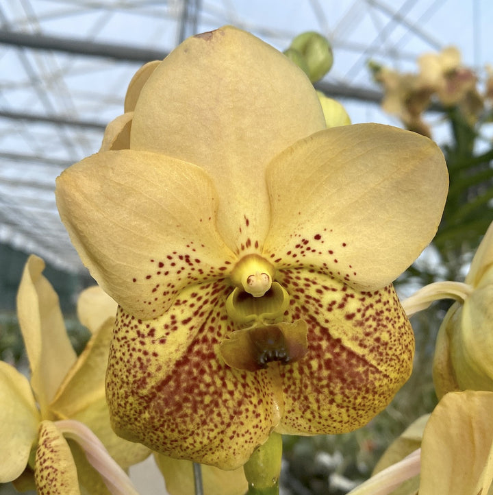 Vanda Two Tone Yellow